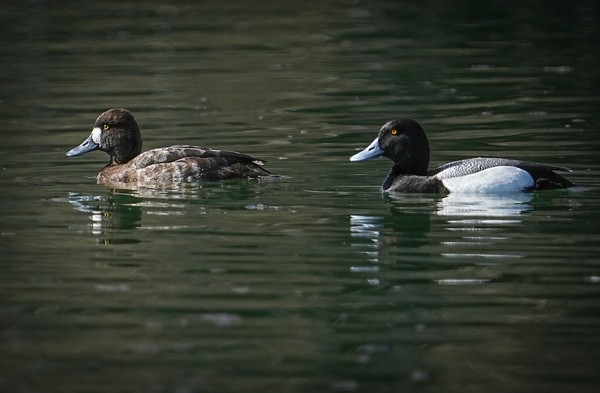 Lesser Scaup - ML633466623