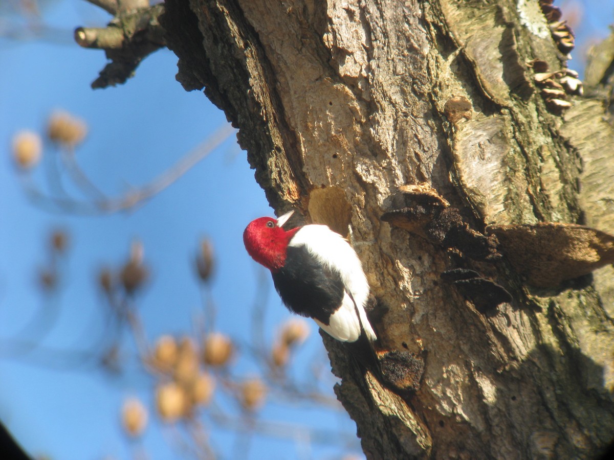 Red-headed Woodpecker - ML633466633
