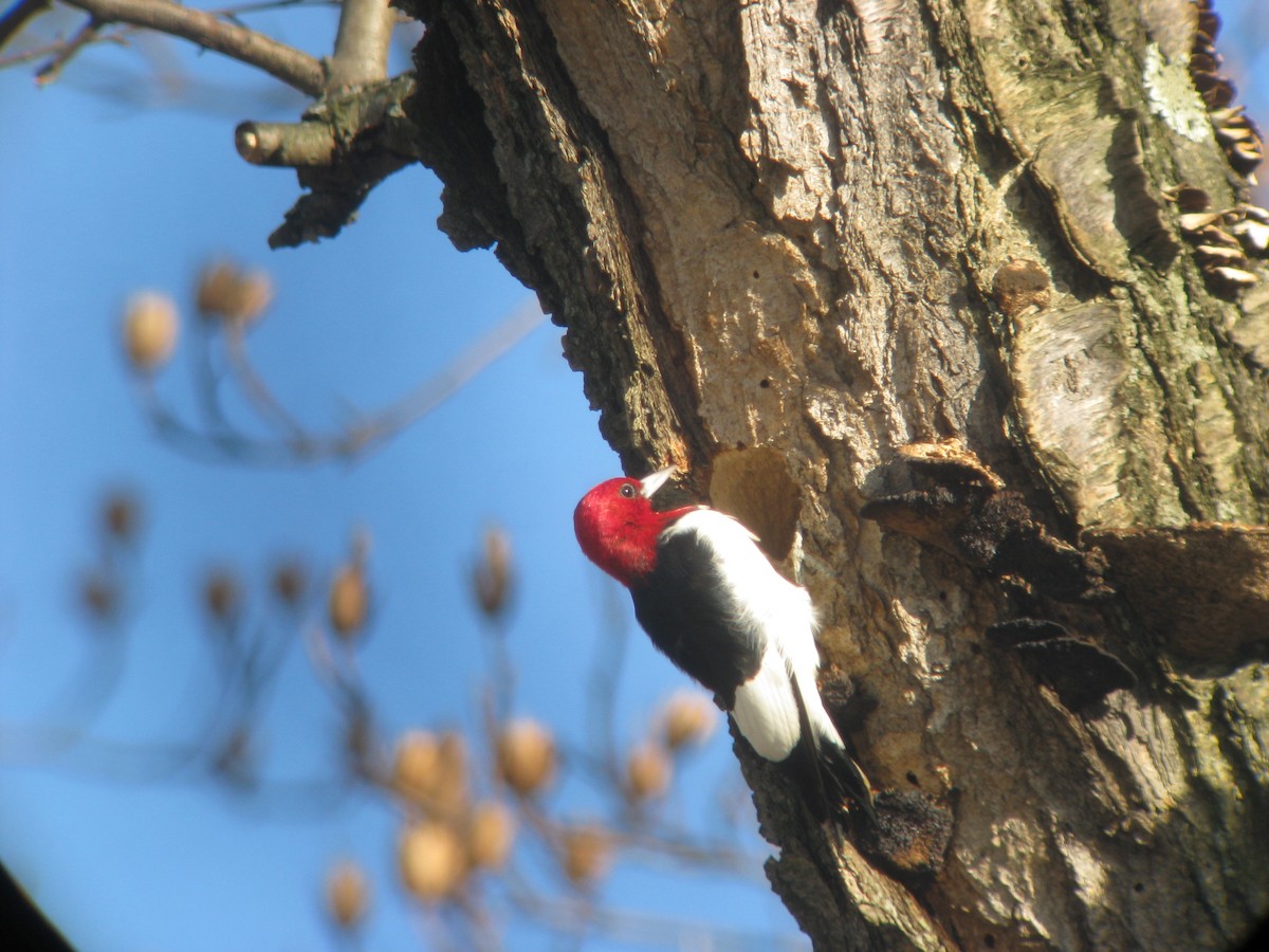 Red-headed Woodpecker - ML633466646