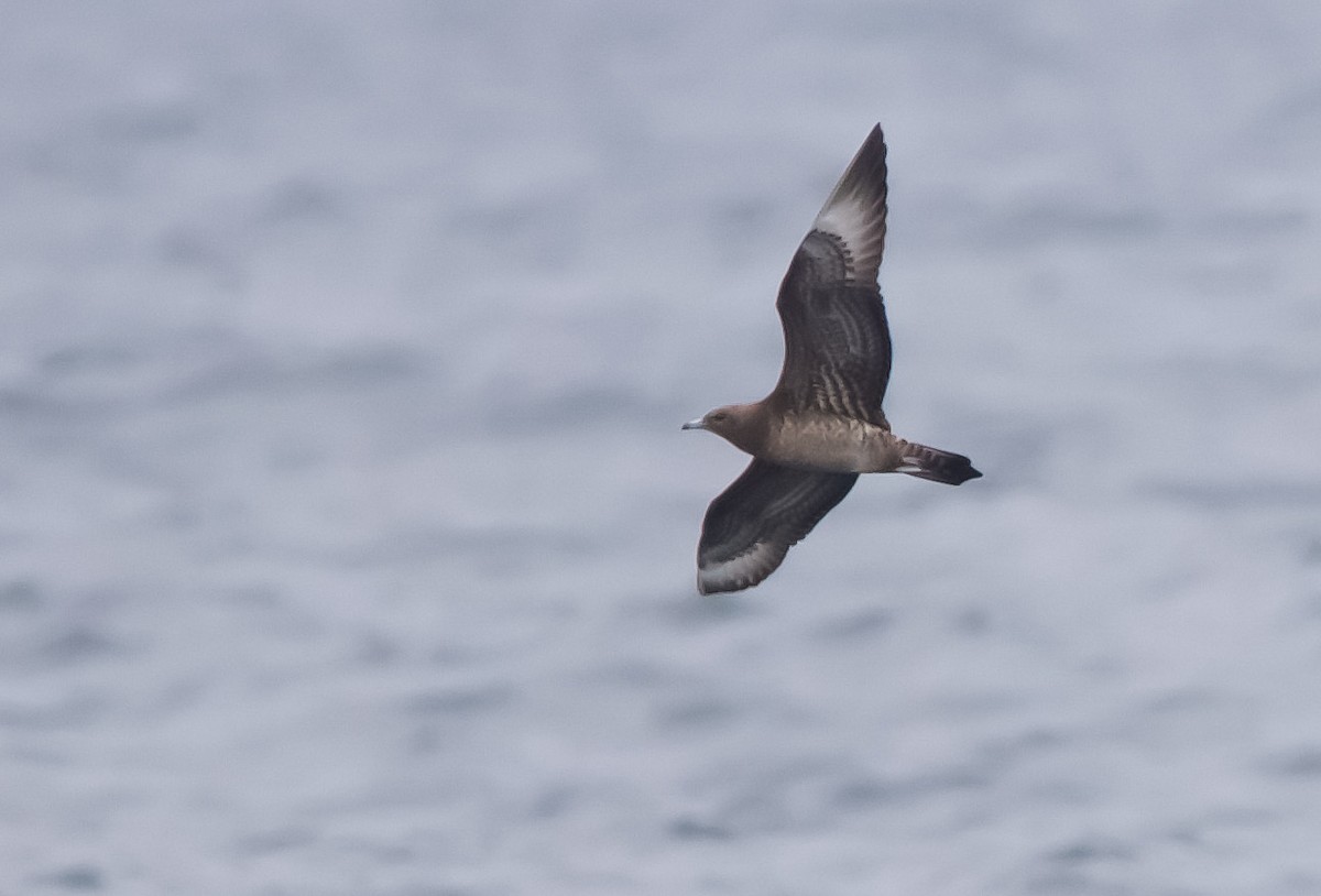 Long-tailed Jaeger - ML633466676