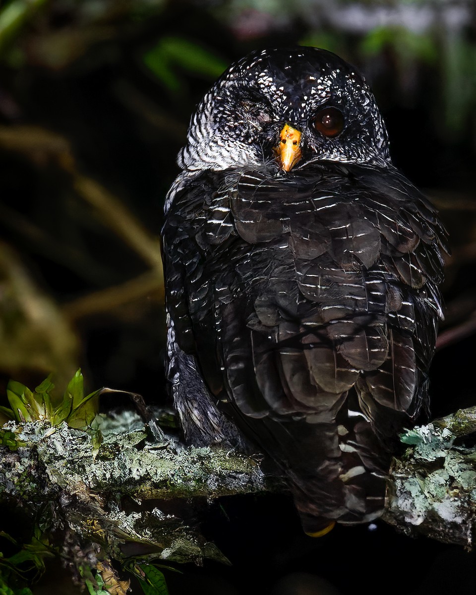 Black-and-white Owl - ML633466681