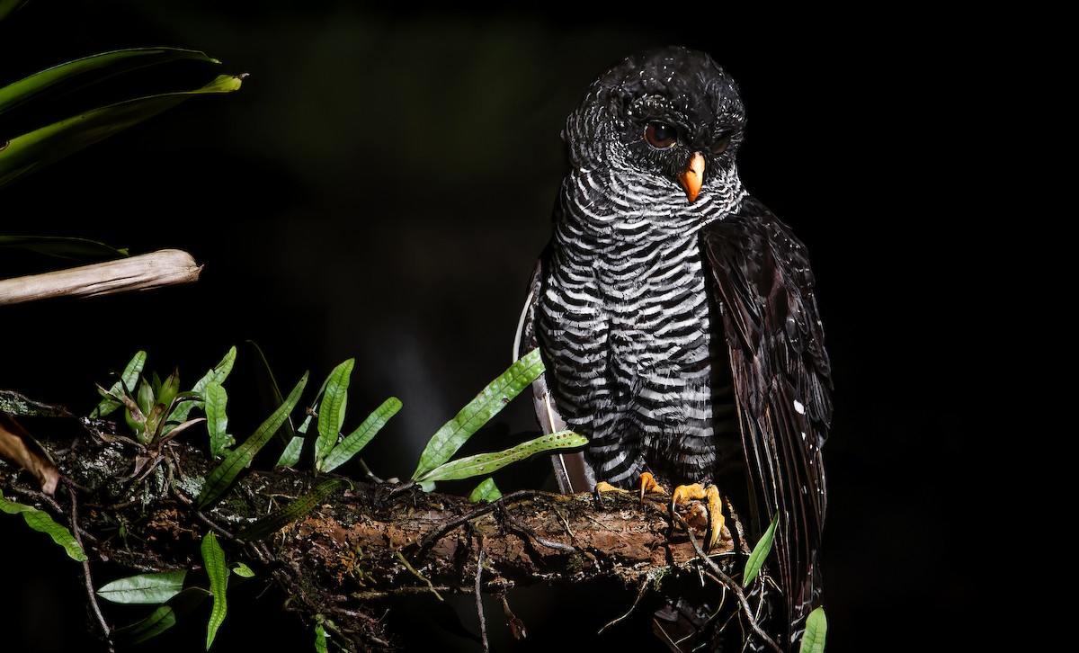 Black-banded Owl - ML633466686