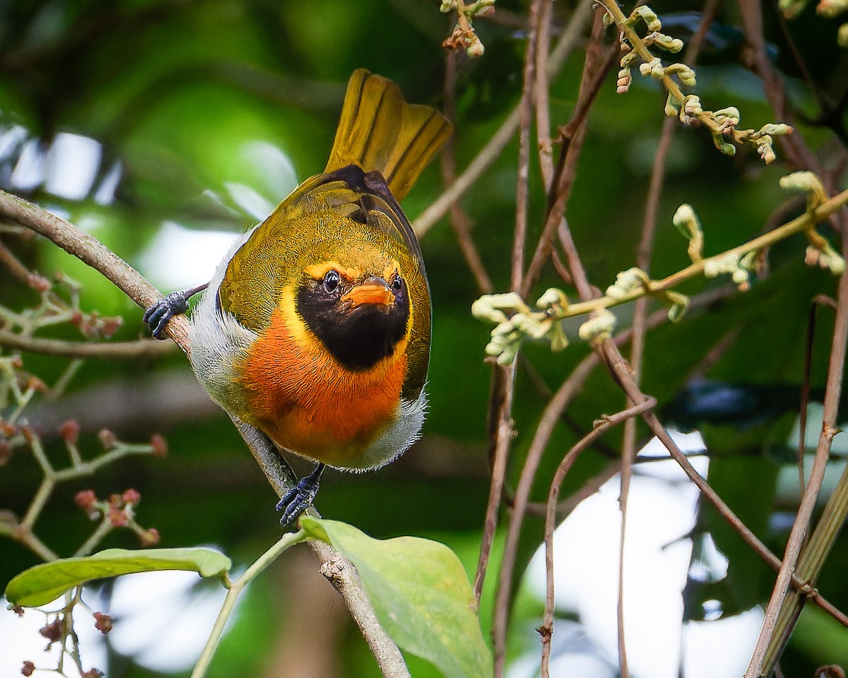 Guira Tanager - ML633466715