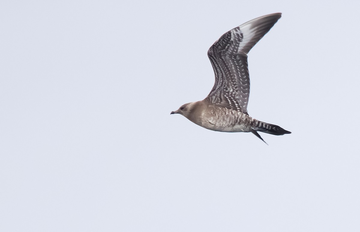 Long-tailed Jaeger - ML633466726