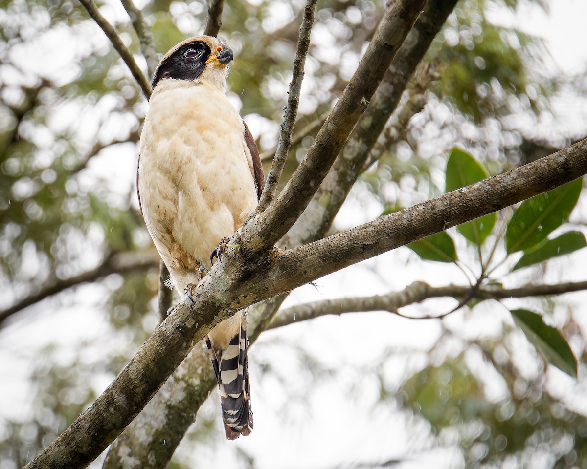 Laughing Falcon - ML633466790