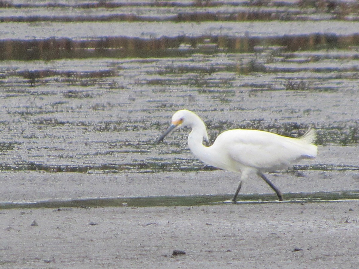 Snowy Egret - ML63346681