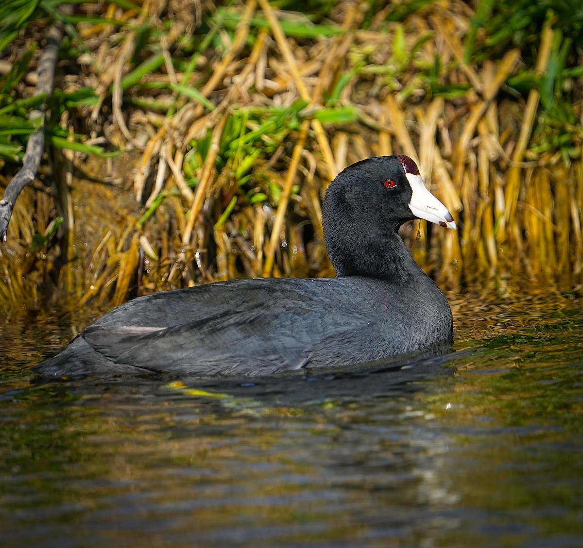 American Coot - ML633466820