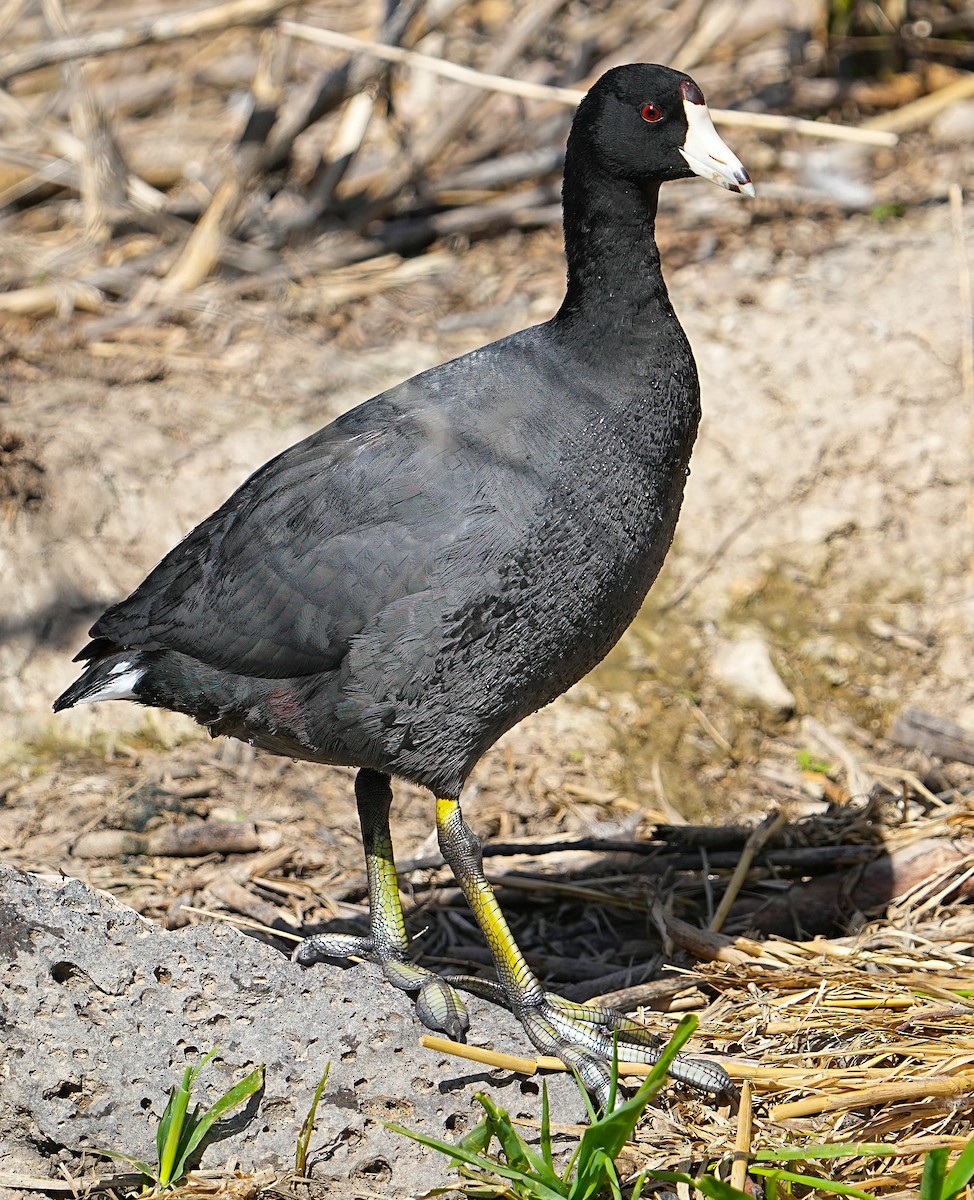 American Coot - ML633466824