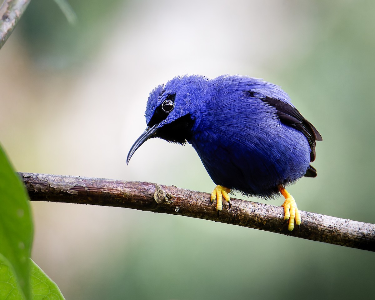 Purple Honeycreeper - ML633466837