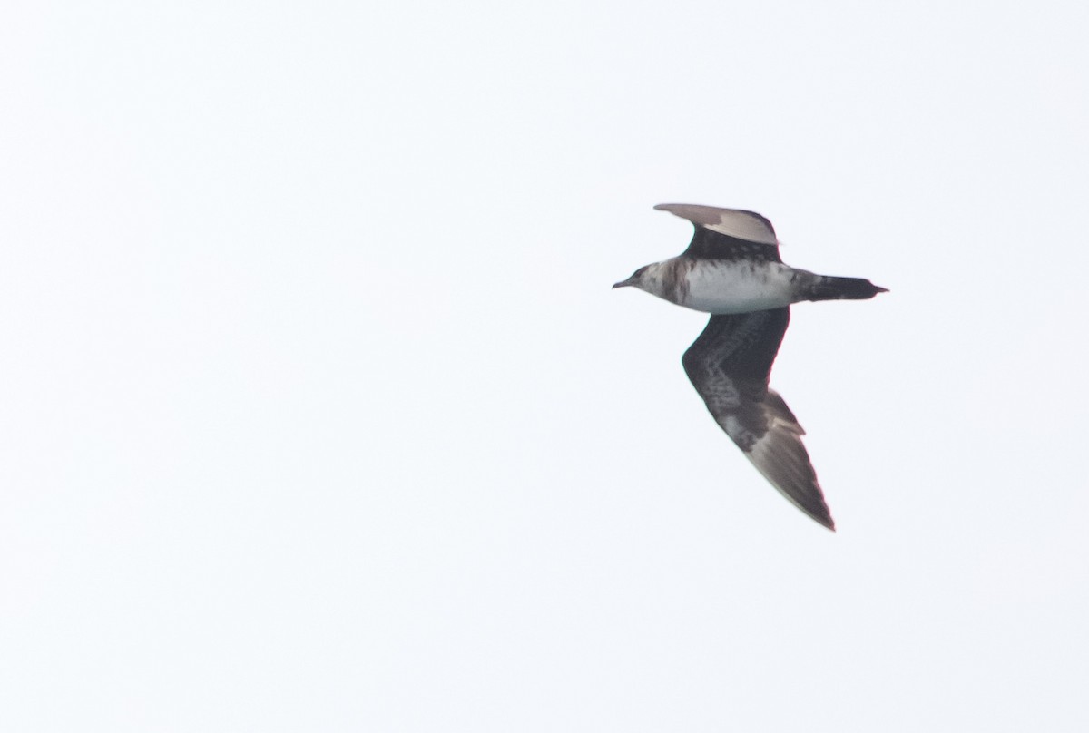 Parasitic Jaeger - ML633466877