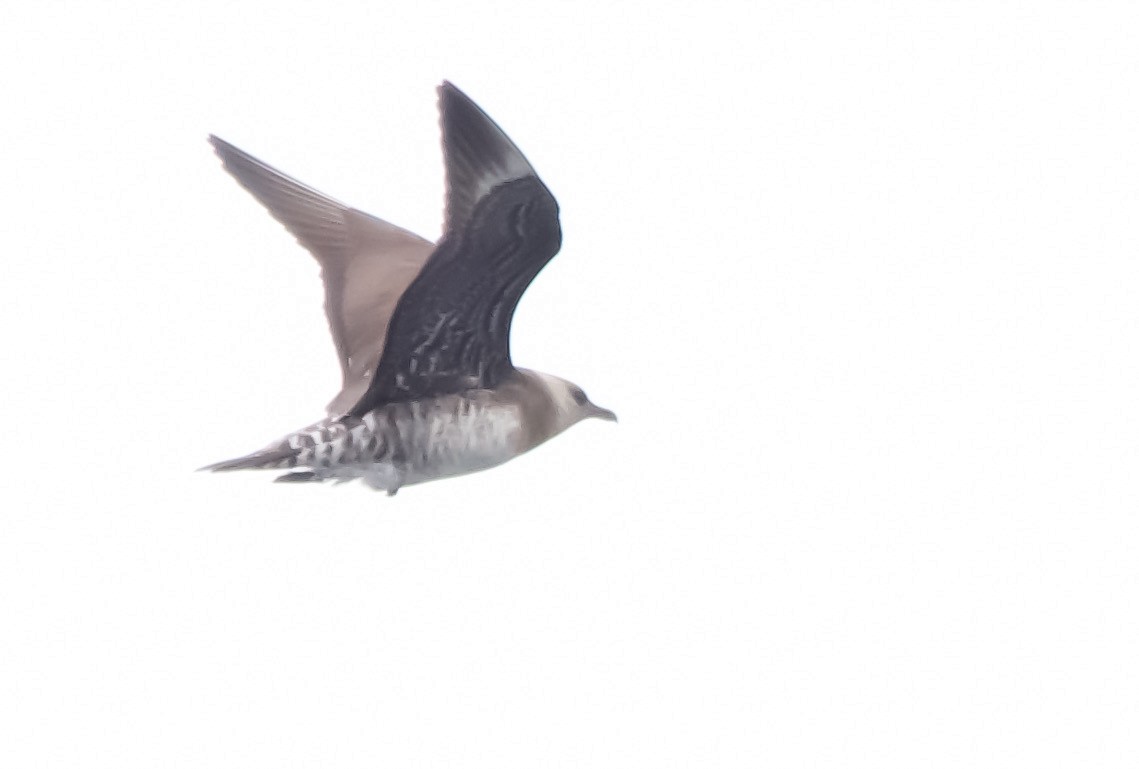 Long-tailed Jaeger - ML633466977
