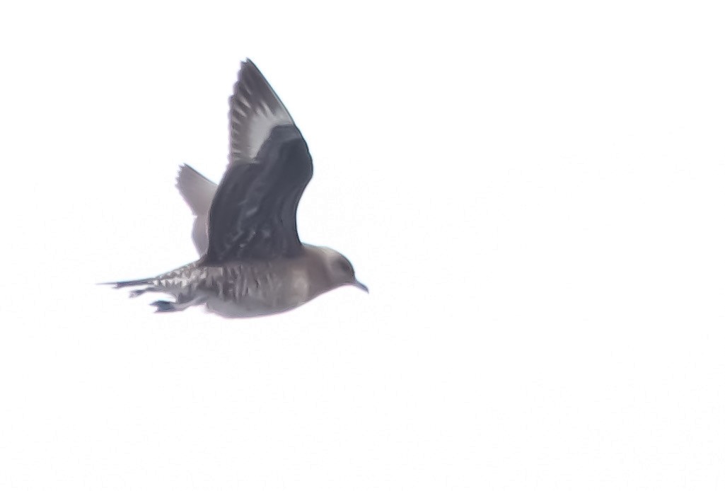 Long-tailed Jaeger - ML633466978