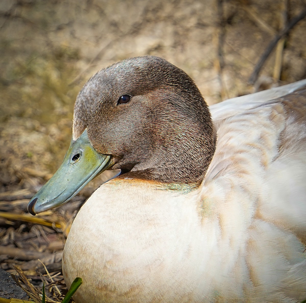 Mallard (Domestic type) - ML633467006