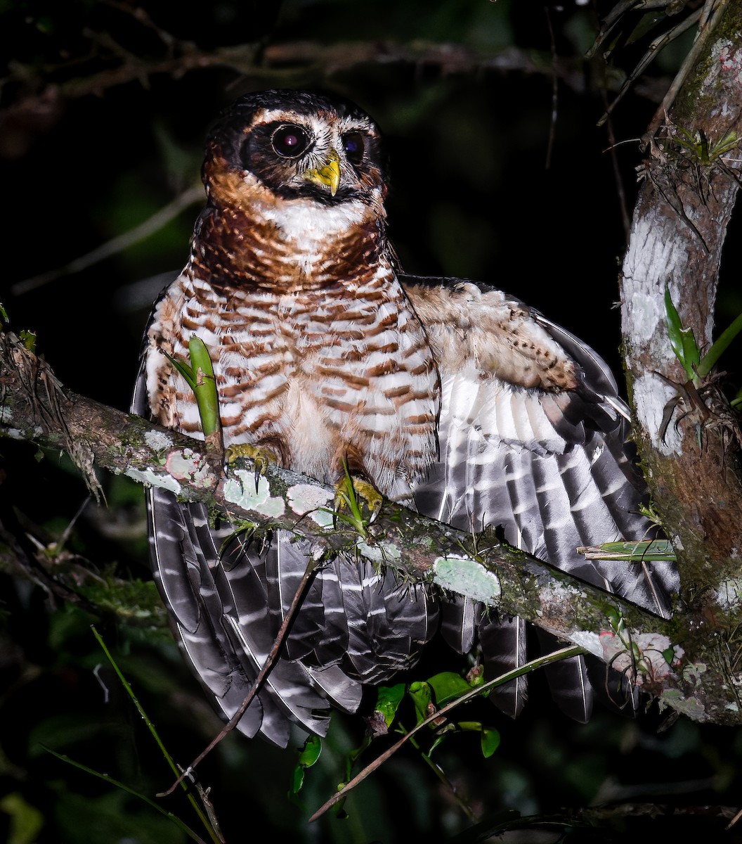 Band-bellied Owl - ML633467083