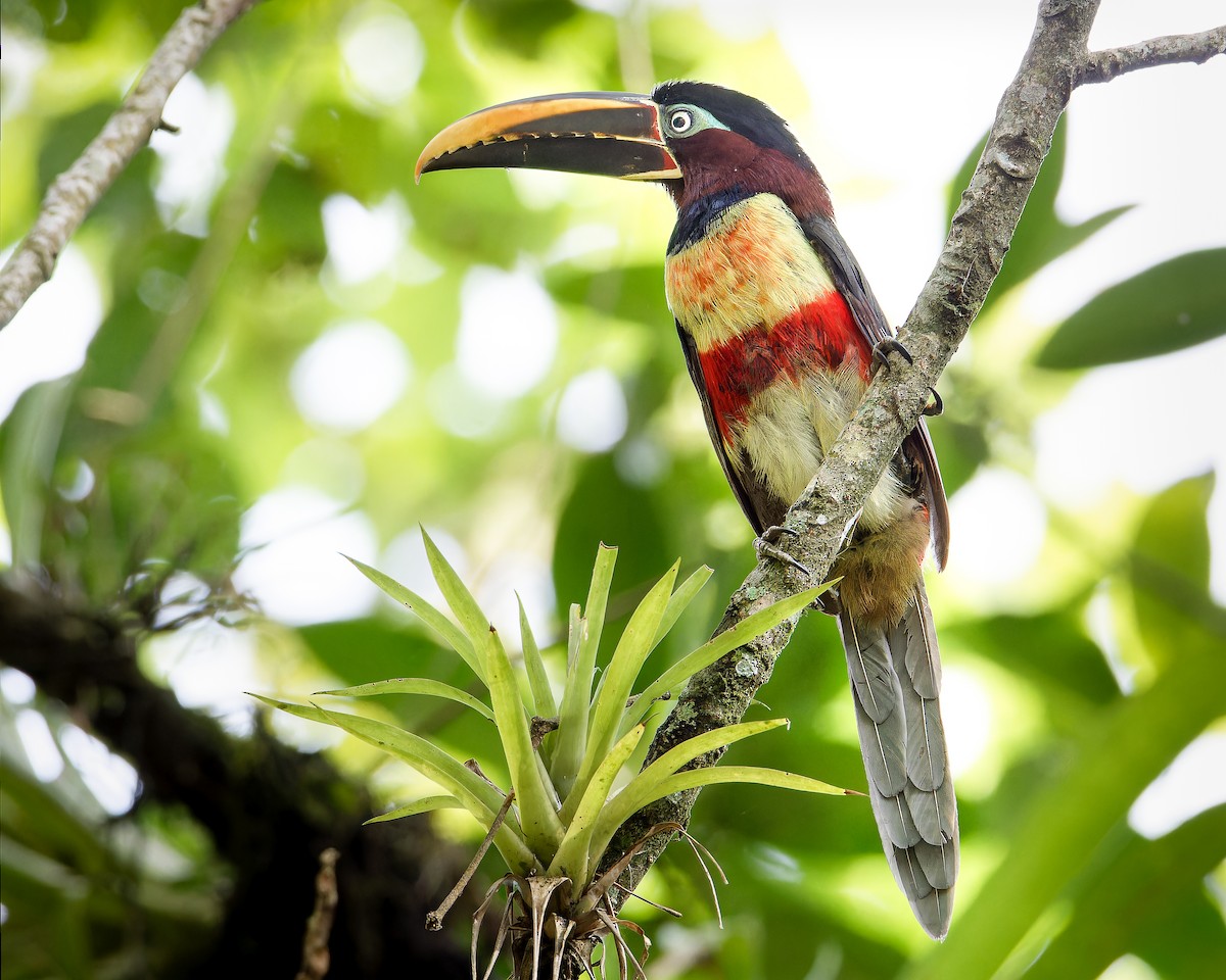 Chestnut-eared Aracari - ML633467092