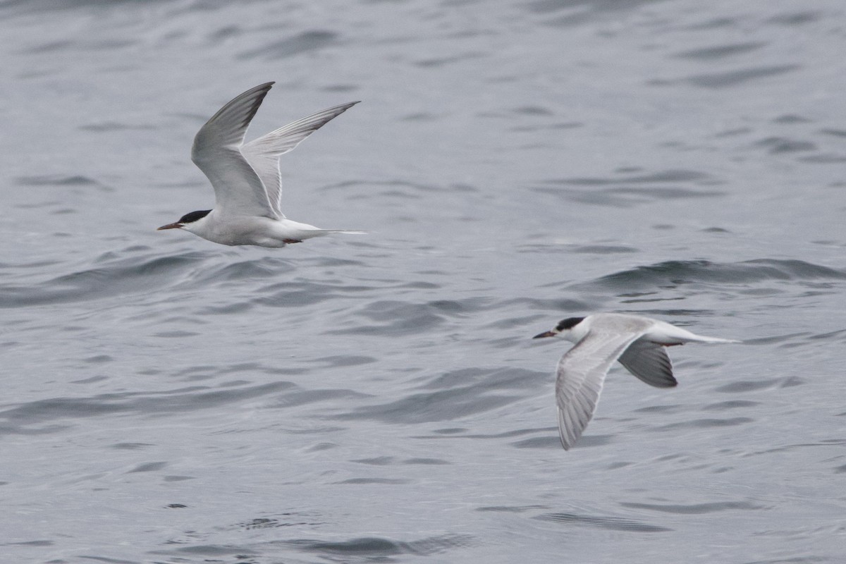 Common Tern - ML633467101