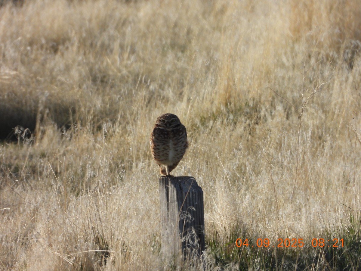 Burrowing Owl - ML633467235
