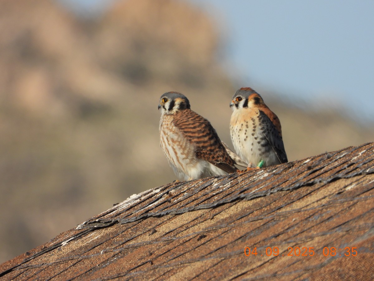 American Kestrel - ML633467249