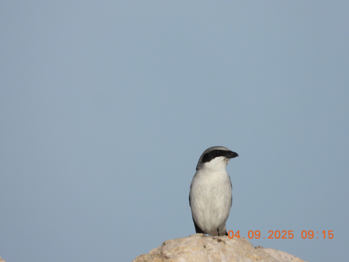 Loggerhead Shrike - ML633467271