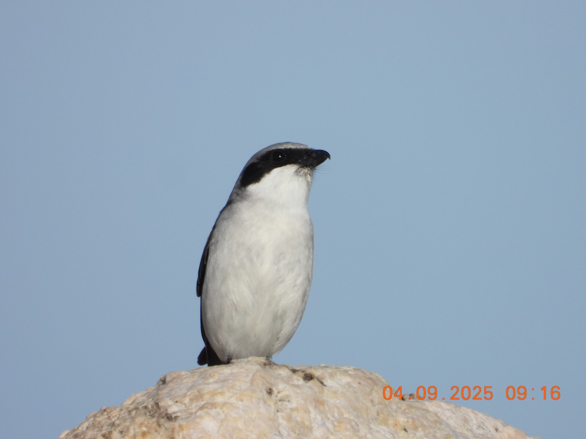 Loggerhead Shrike - ML633467272