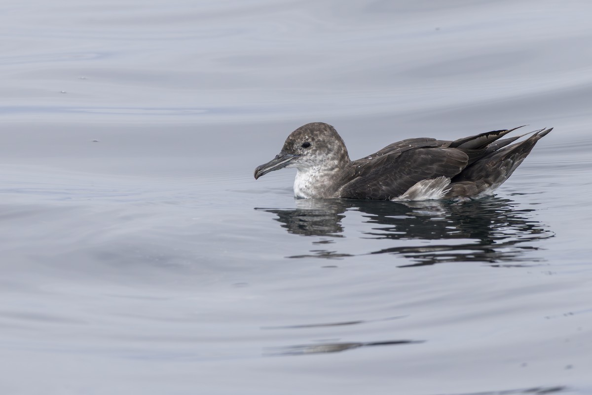 Black-vented Shearwater - ML633467293