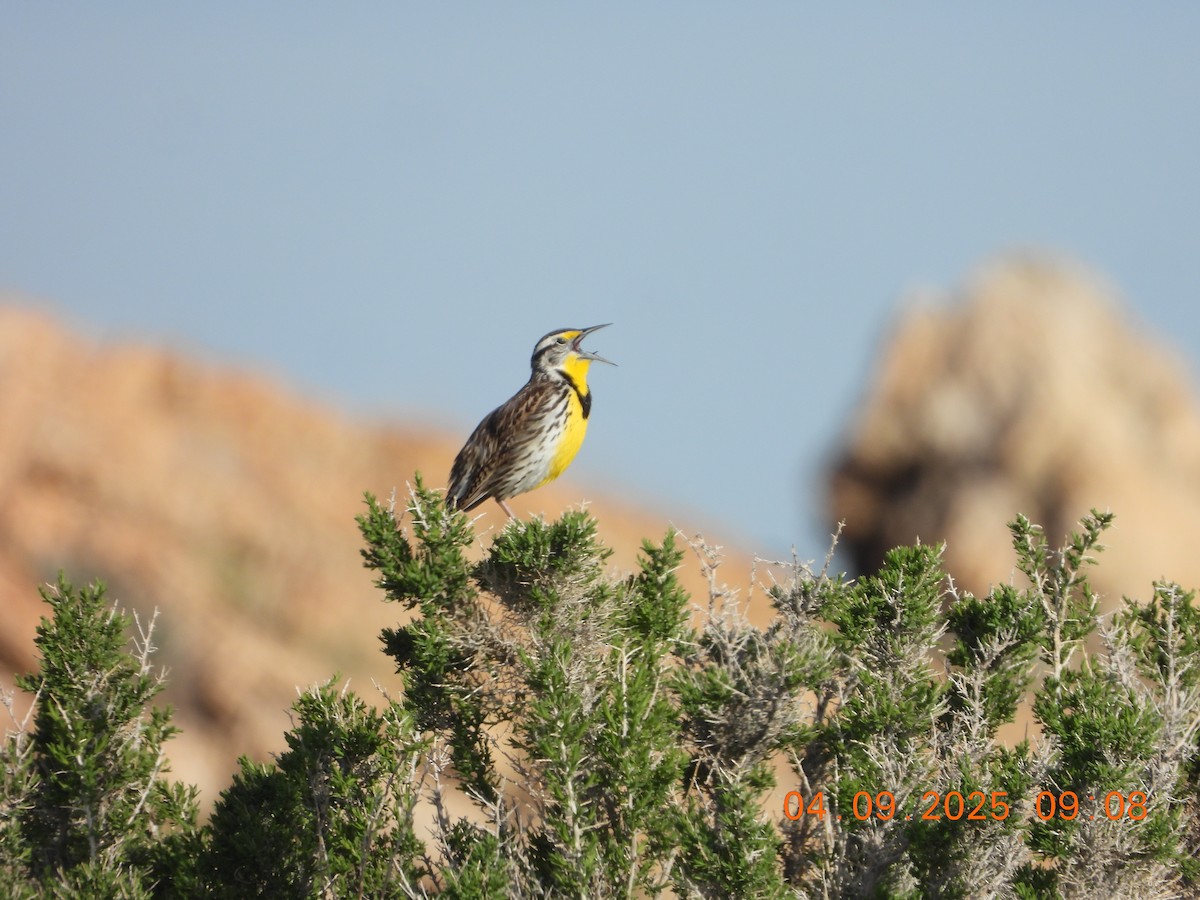 Western Meadowlark - ML633467343