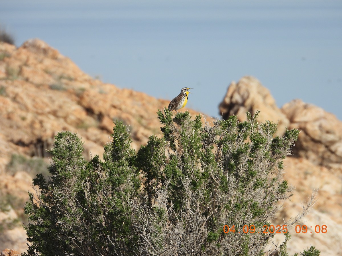 Western Meadowlark - ML633467344