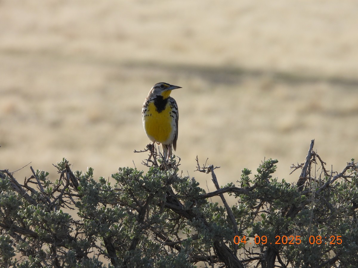 Western Meadowlark - ML633467345