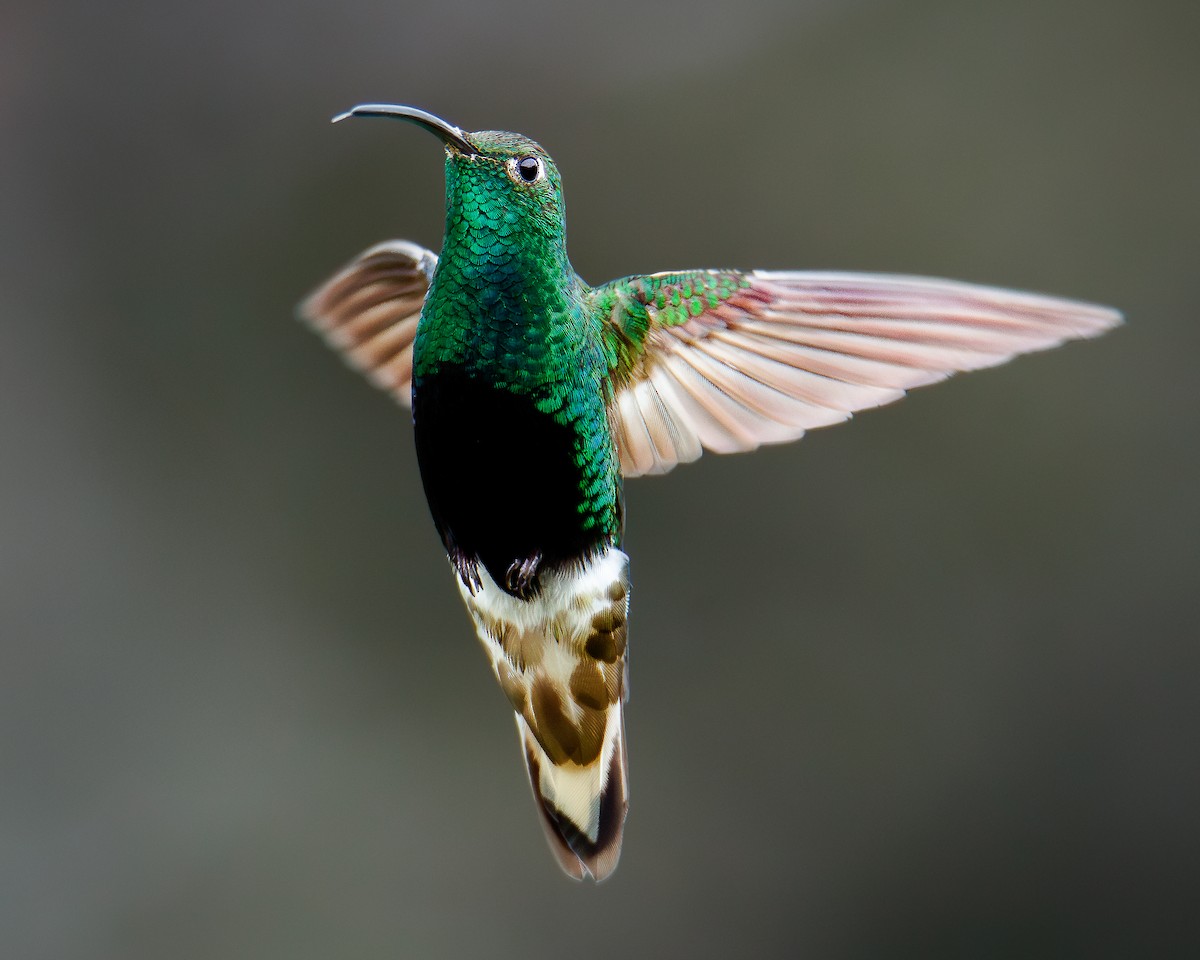 Mountain Velvetbreast - ML633467356