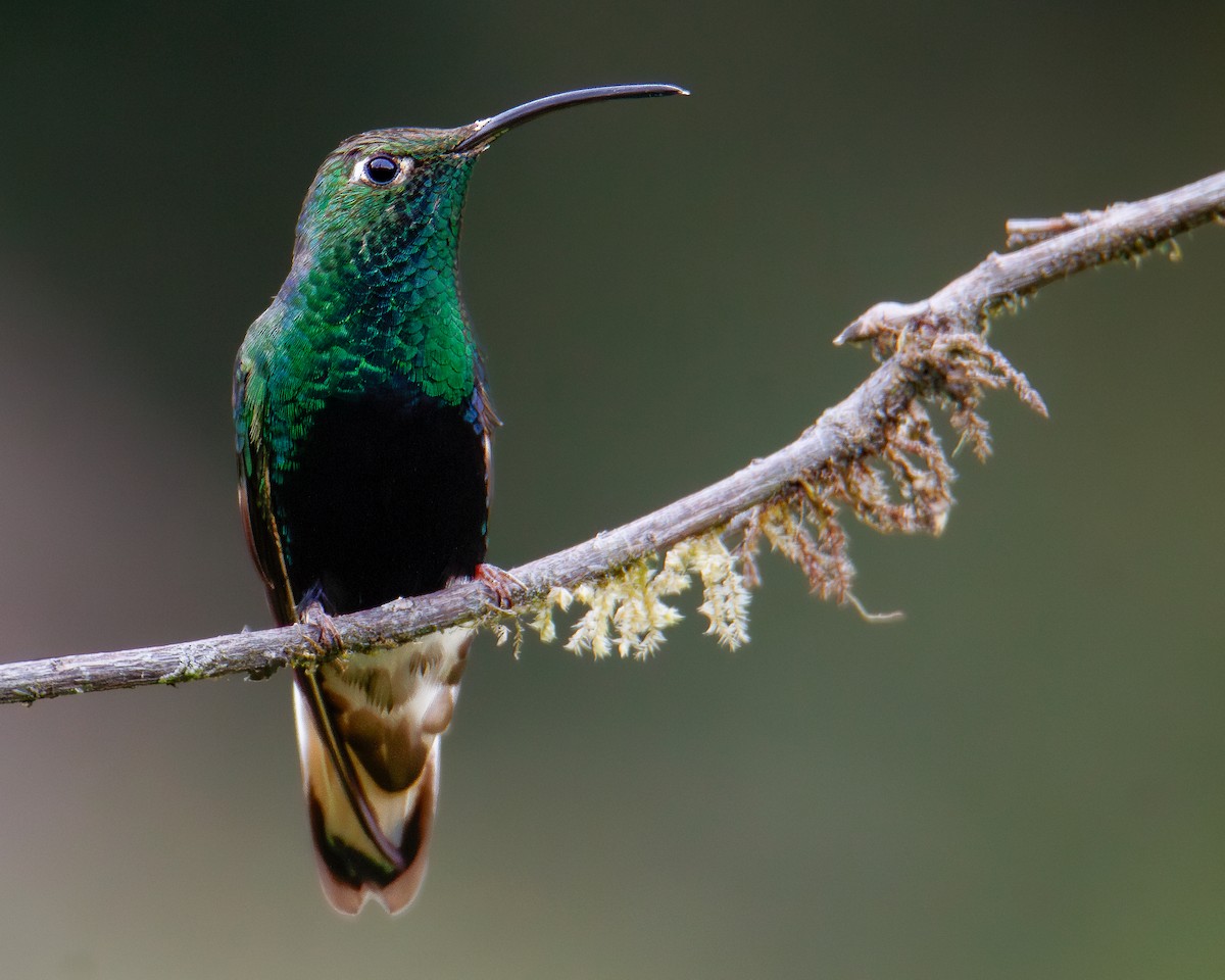 Mountain Velvetbreast - ML633467357