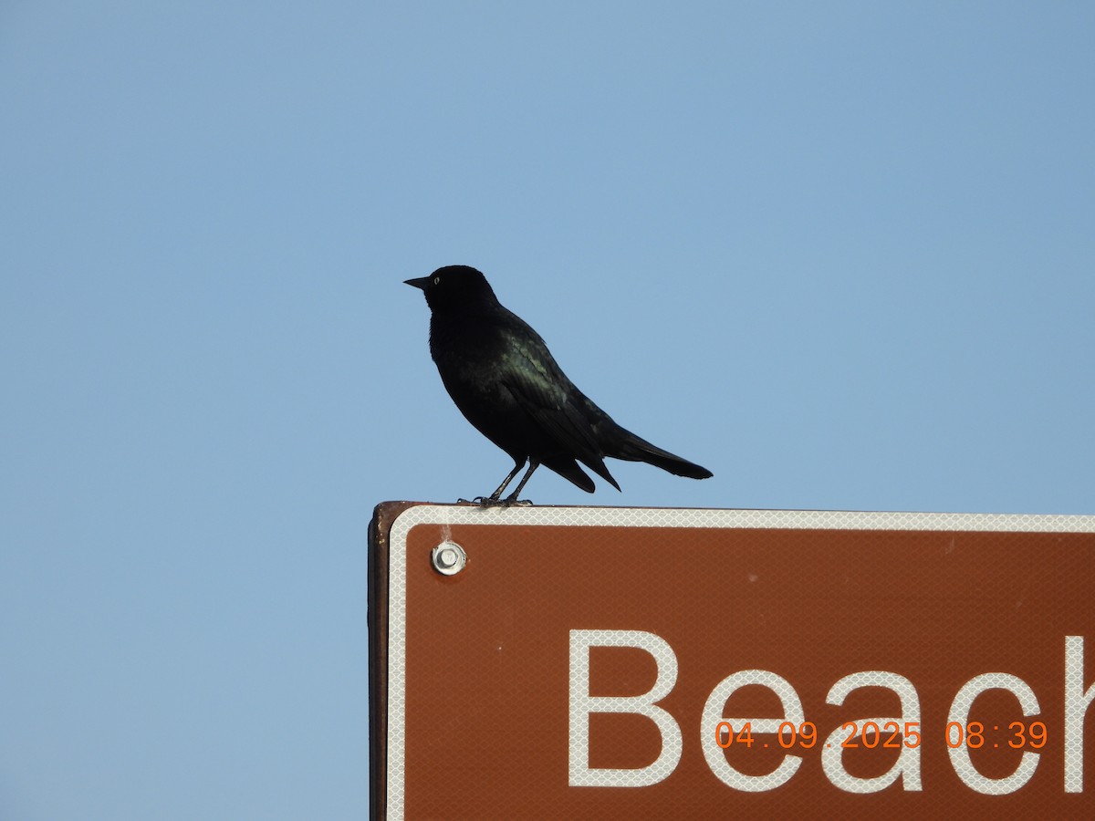 Brewer's Blackbird - ML633467360