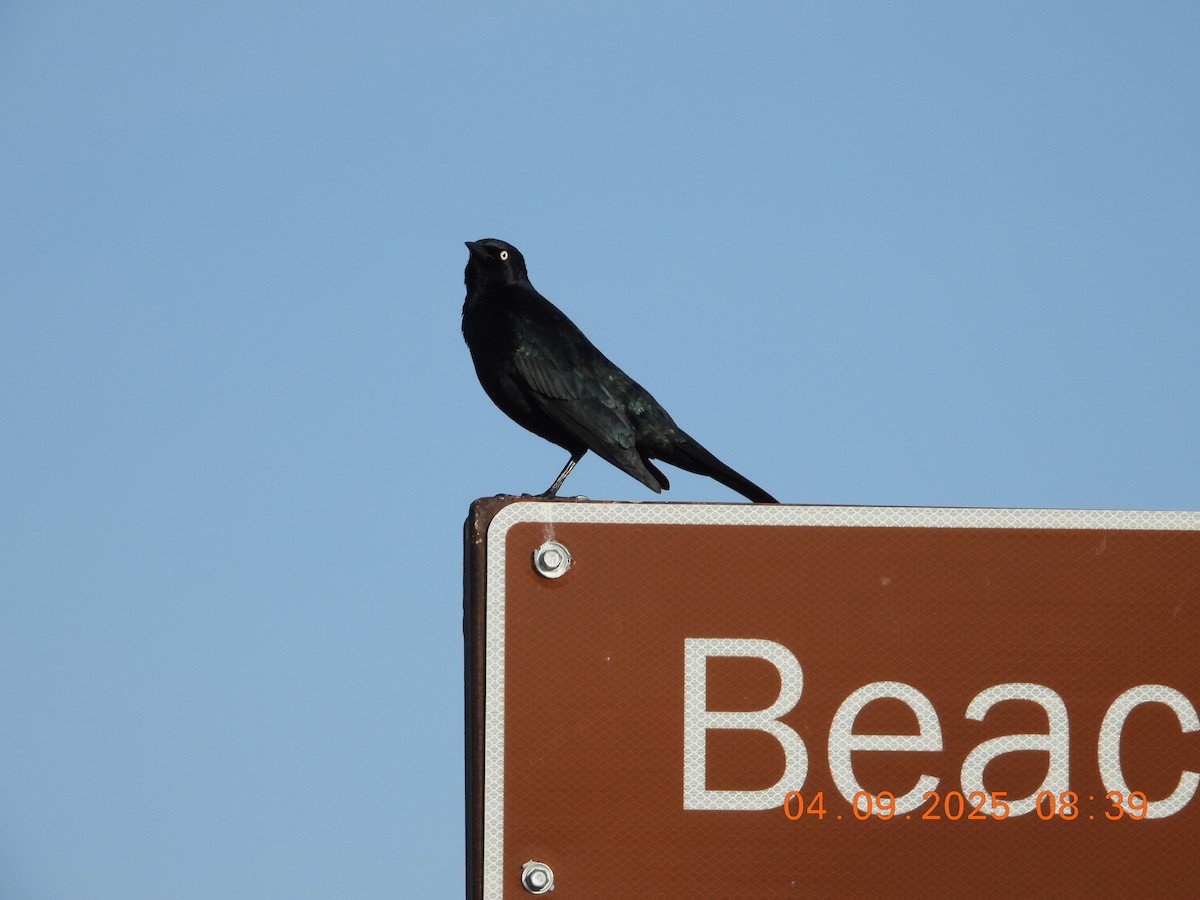 Brewer's Blackbird - ML633467362