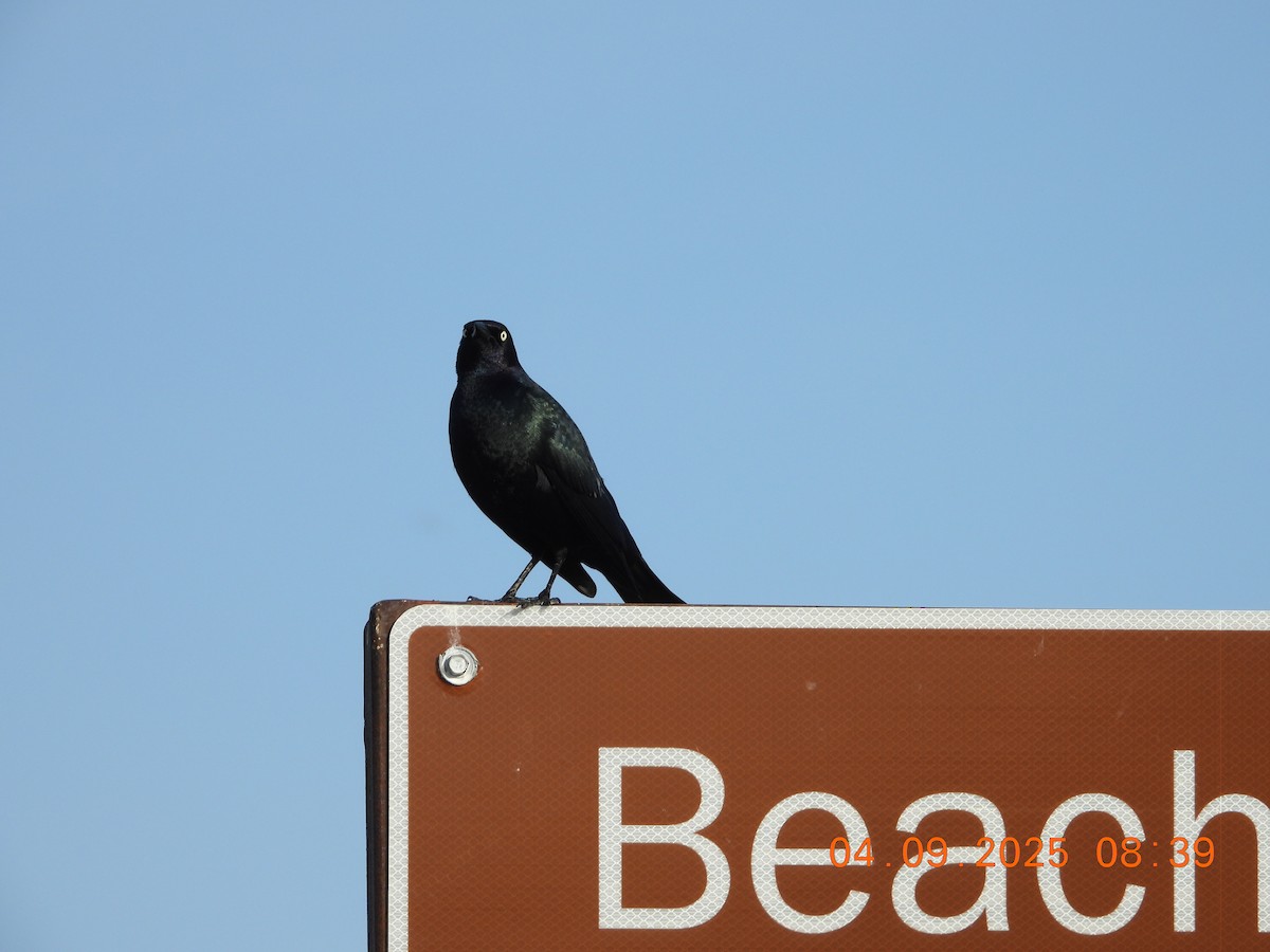 Brewer's Blackbird - ML633467363