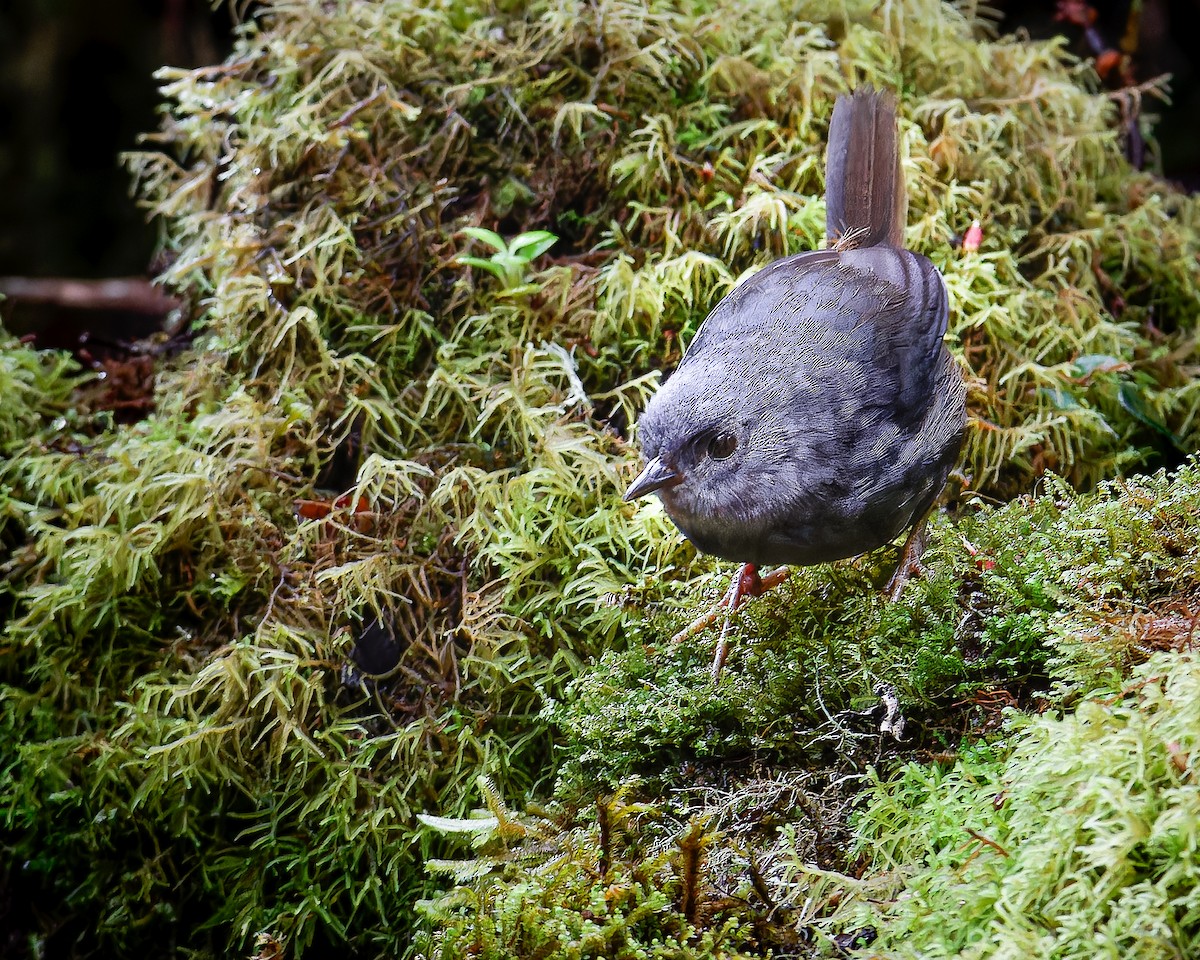 Pale-bellied Tapaculo - ML633467429