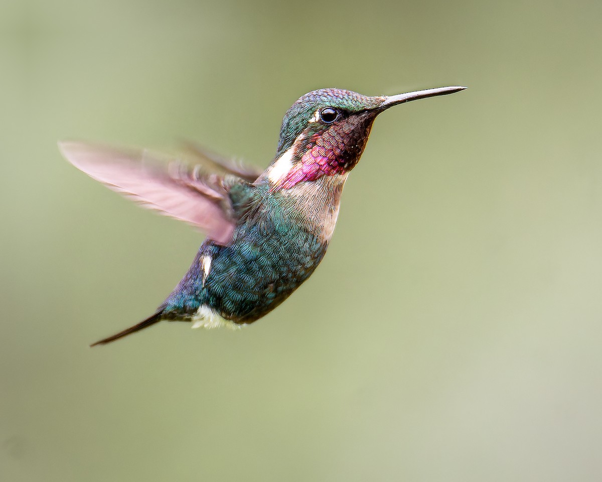 Gorgeted Woodstar - ML633467450