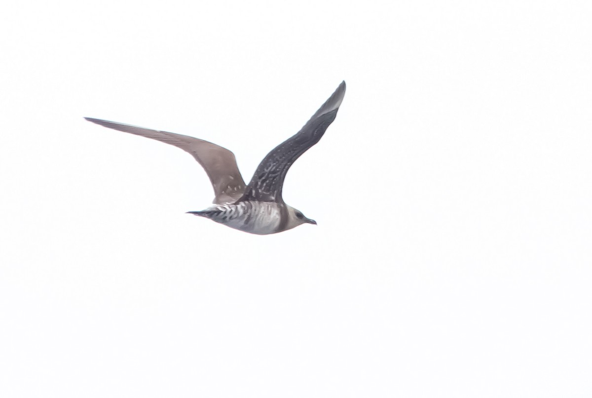 Long-tailed Jaeger - ML633467492