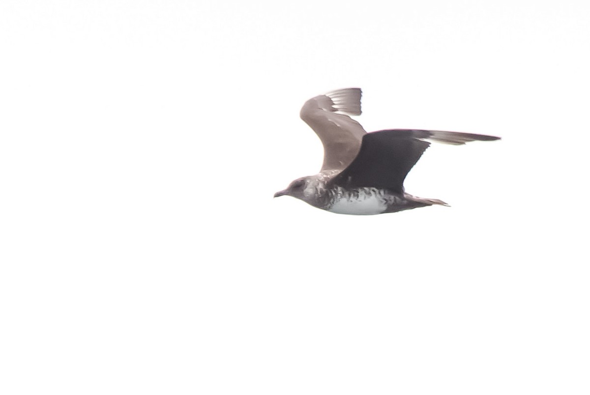 Parasitic/Pomarine Jaeger - ML633467532