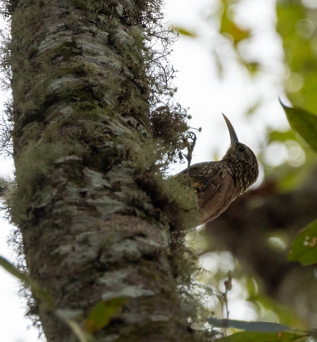 Spot-crowned Woodcreeper - ML633467544
