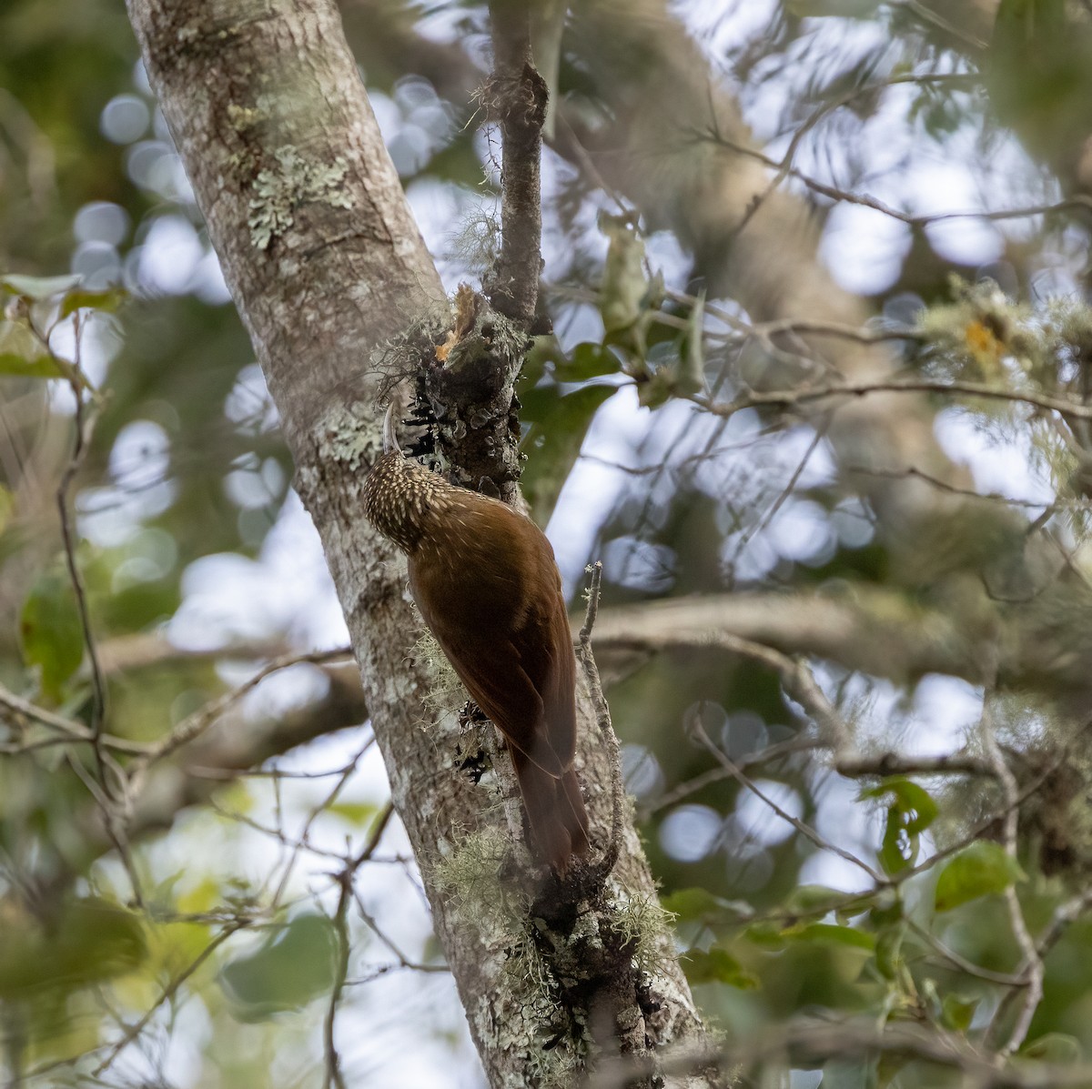 Spot-crowned Woodcreeper - ML633467545