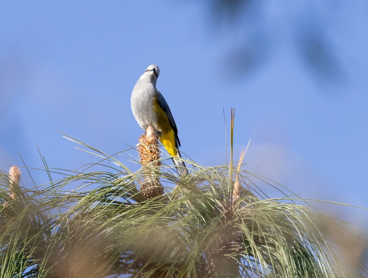 Dusky-capped Flycatcher - ML633467596