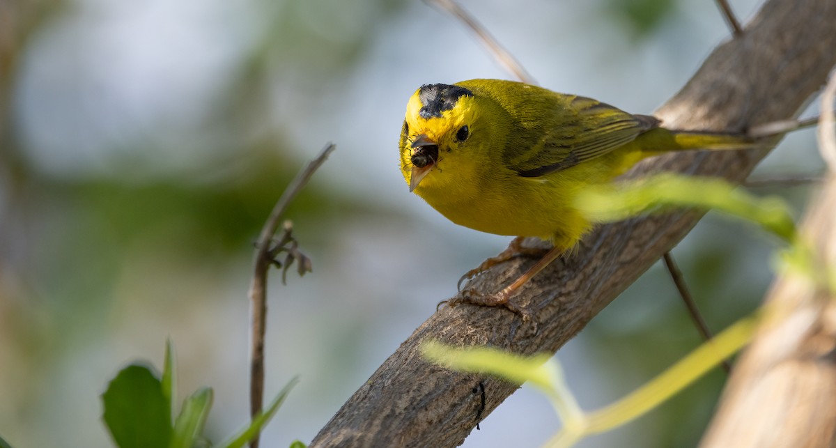 Wilson's Warbler - ML633467620