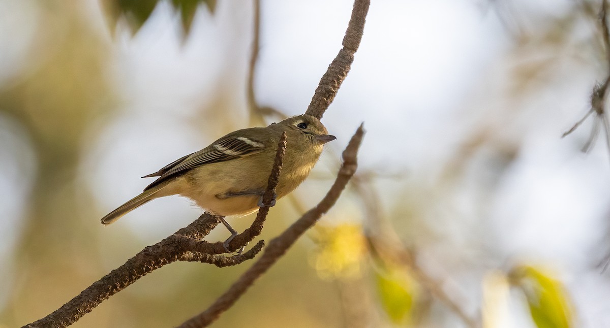 Hutton's Vireo - ML633467658
