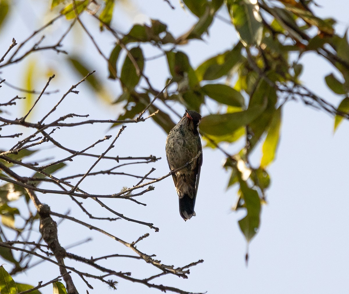 White-eared Hummingbird - ML633467707