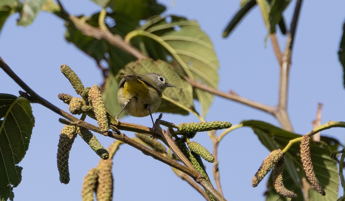 Nashville Warbler - ML633467855