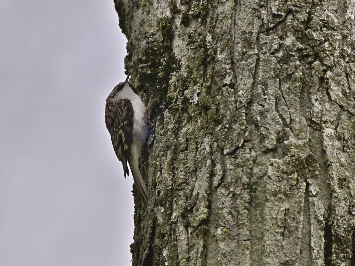 Brown Creeper - Cliff Hodge