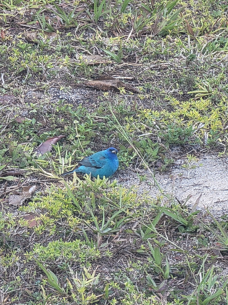 Indigo Bunting - ML633467910