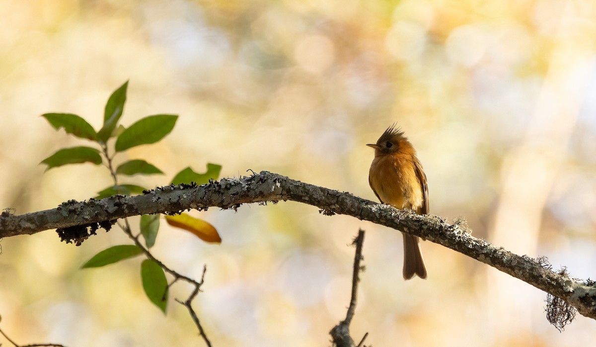 Tufted Flycatcher - ML633467926