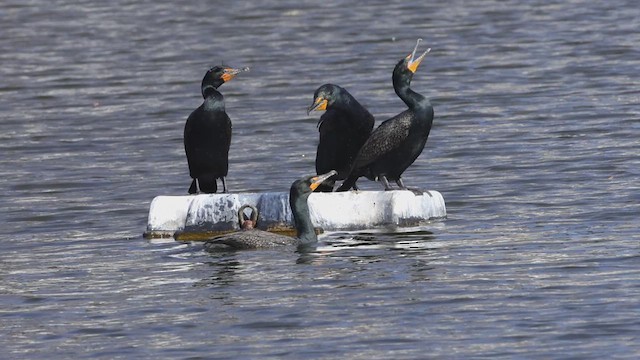 Cormorán Orejudo - ML633467928