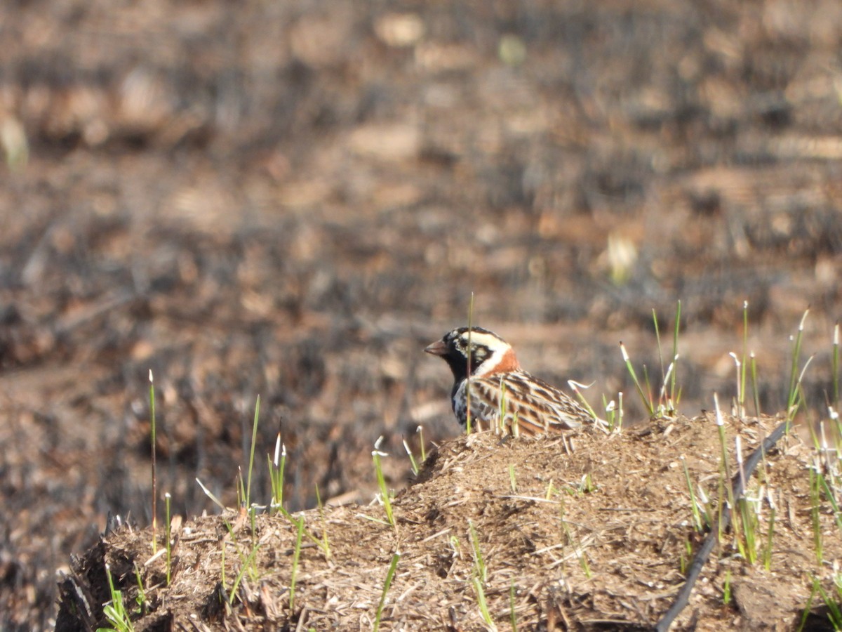 Lapland Longspur - ML633467960