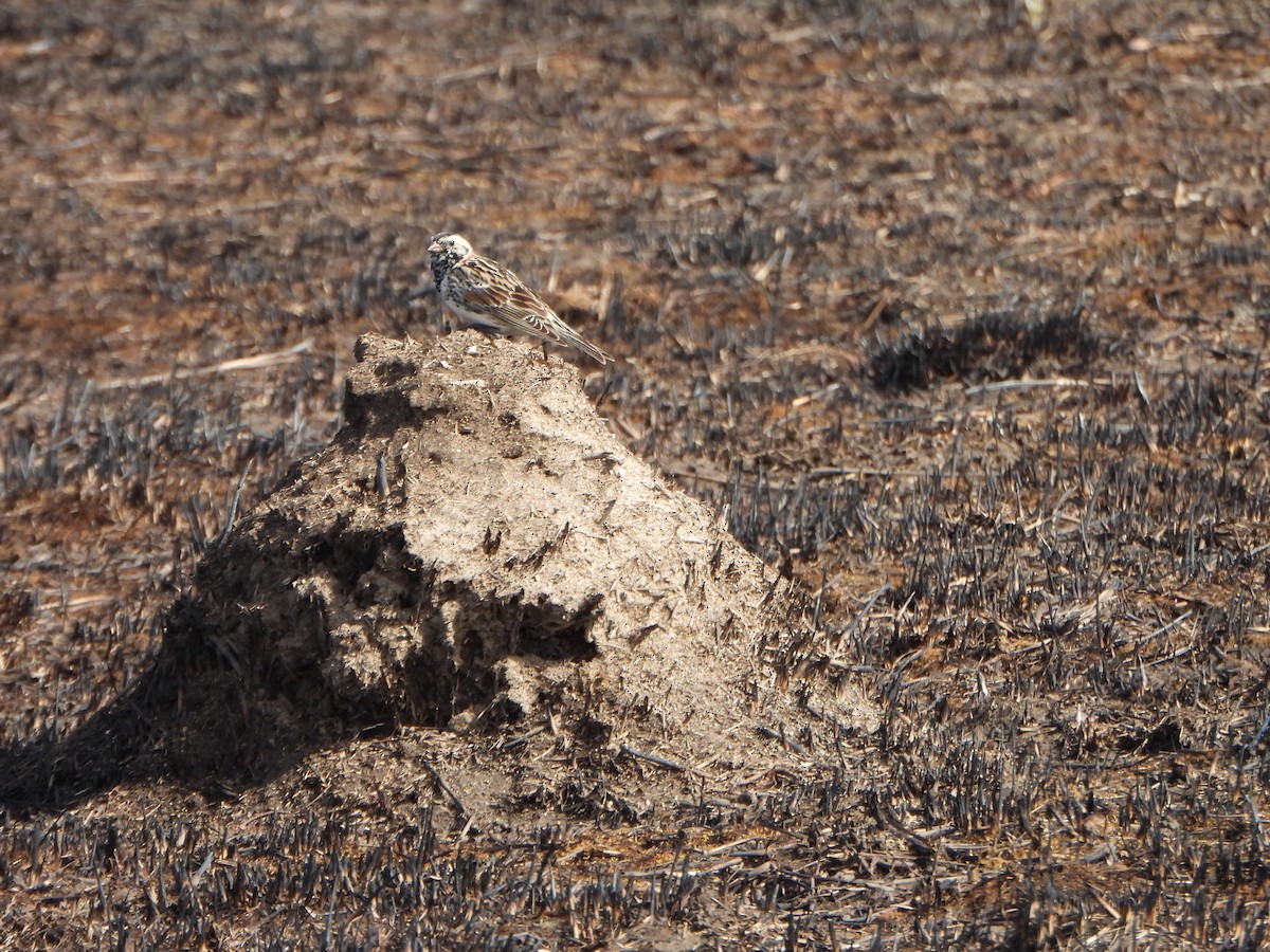 Lapland Longspur - ML633467961